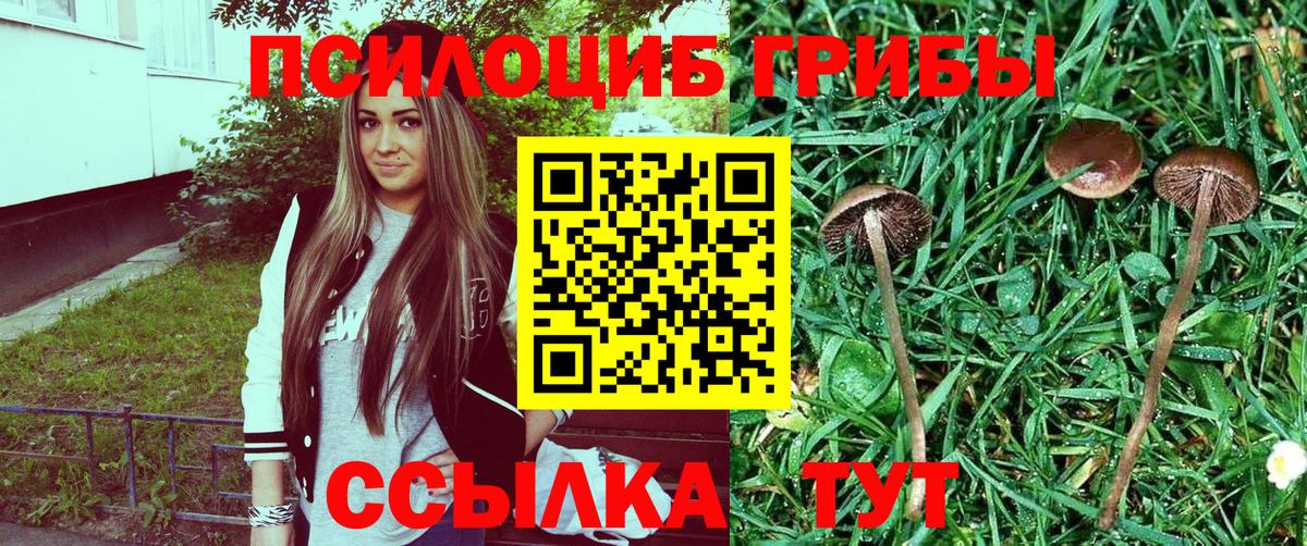 Галлюциногенные грибы Psilocybe Чебоксары